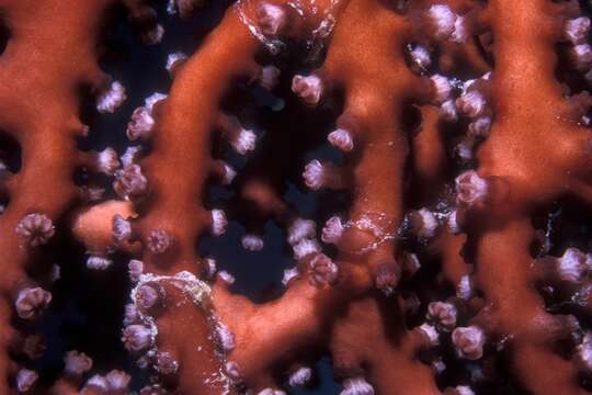 Image of Black Sea fan