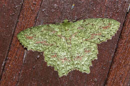 Image of Herochroma urapteraria Walker 1860