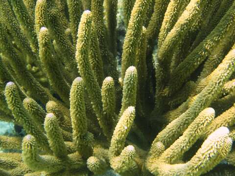 Image of corky sea finger