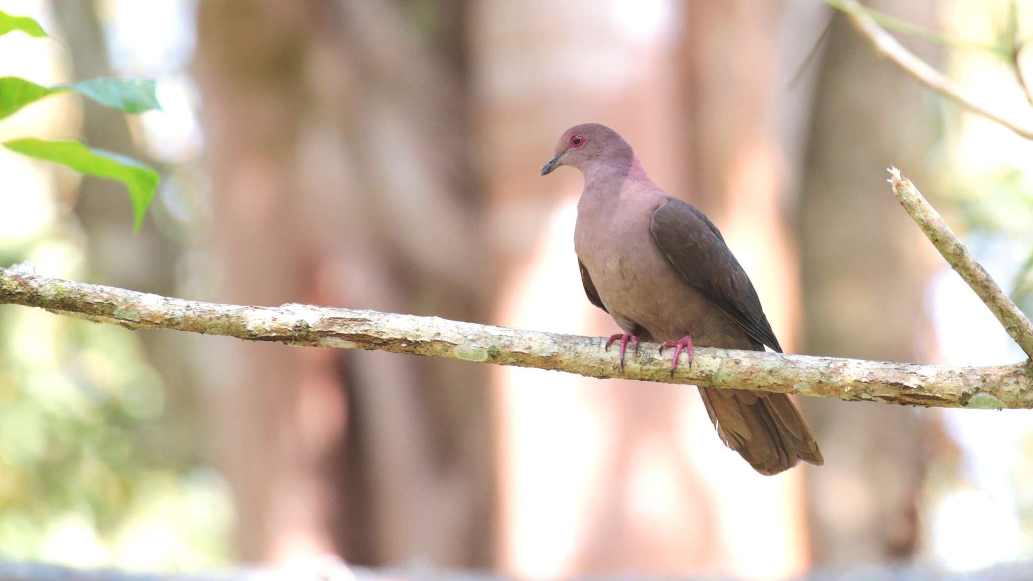 Patagioenas nigrirostris (Sclater & PL 1860) resmi