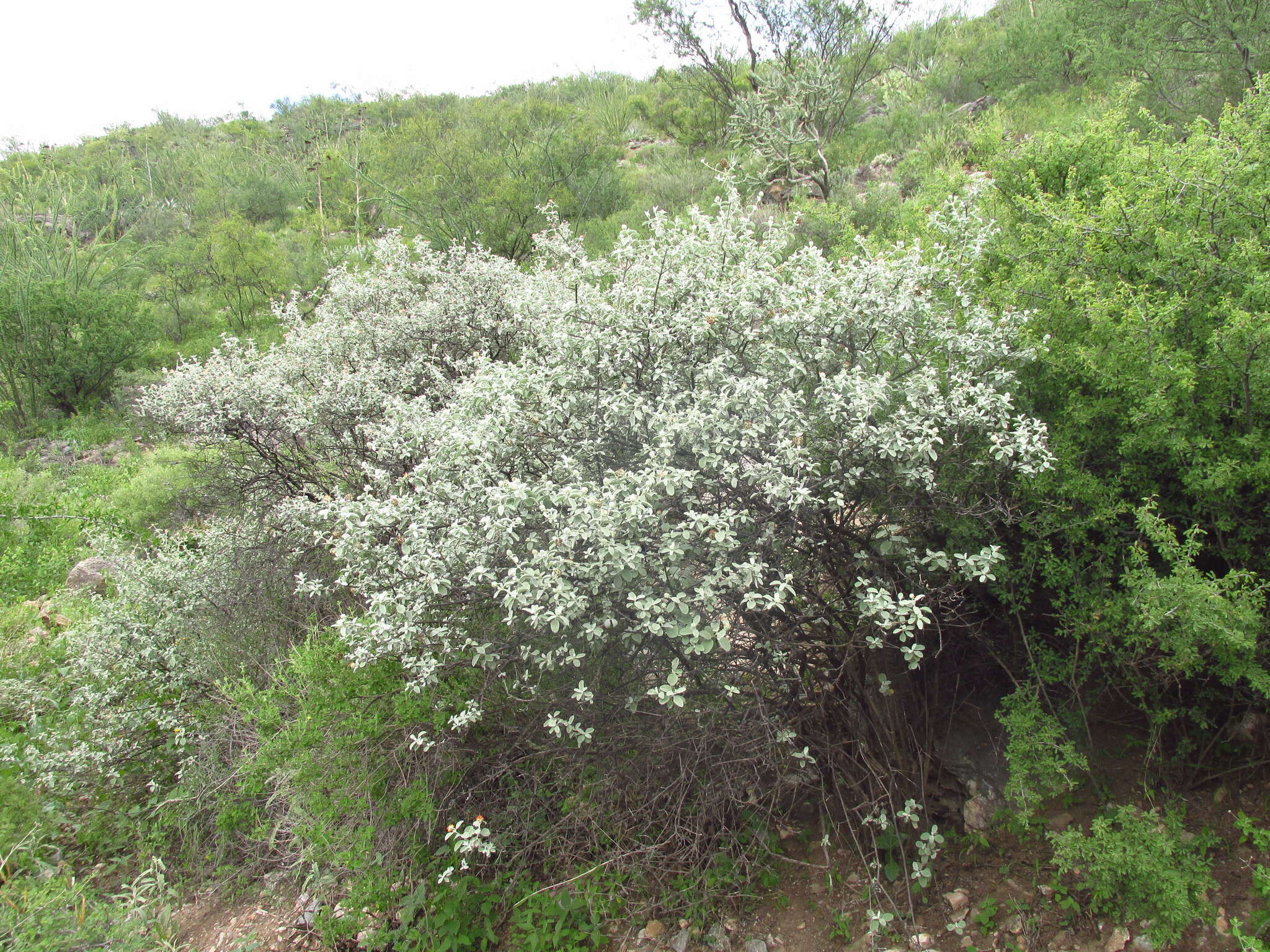 Image de Buddleja marrubiifolia Benth.