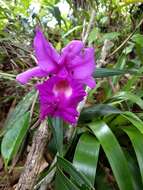 Imagem de Sobralia macrantha Lindl.