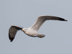 Image de Larus fuscus heuglini Bree 1876