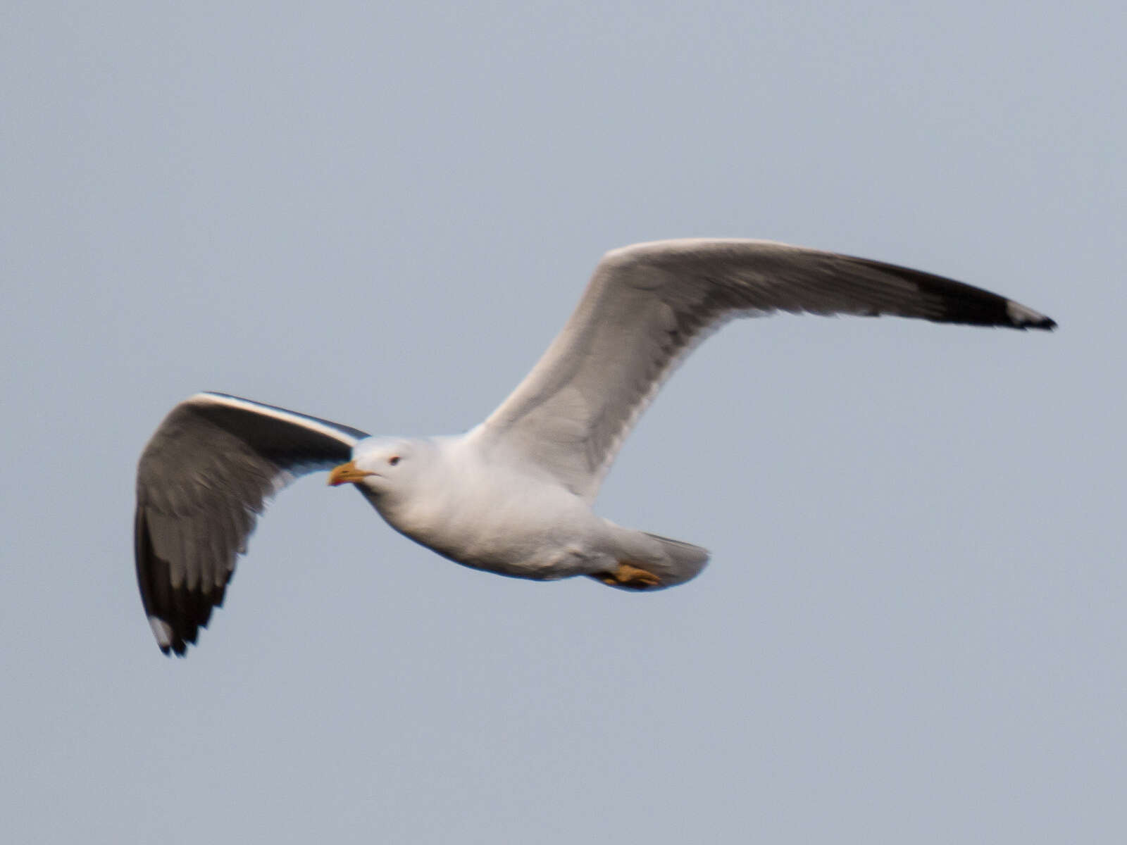 Image de Larus fuscus heuglini Bree 1876