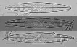 Image of Navicula radiosa