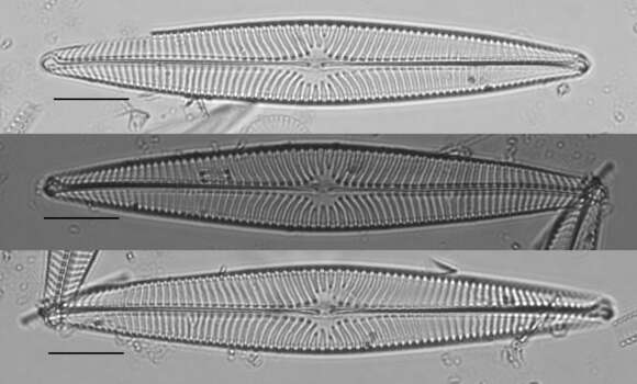 Image of Navicula radiosa