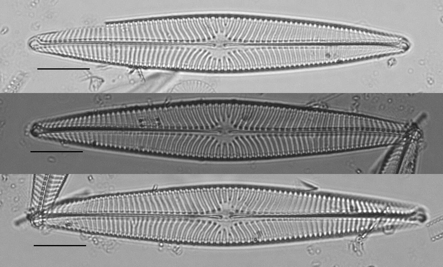 Image of Navicula radiosa