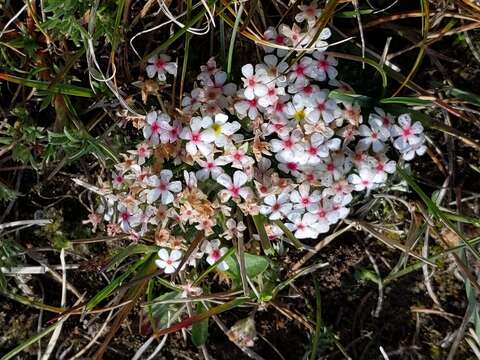 Image of Androsace sericea Ovczinn.