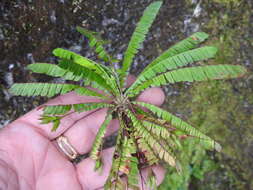 Image of Biophytum dendroides (Kunth) DC.