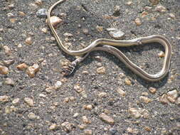 Image of Dwarf sand snake