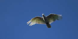 Image of Sulphur-crested Cockatoo