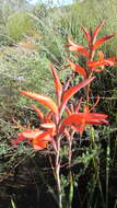 Слика од Watsonia spectabilis Schinz