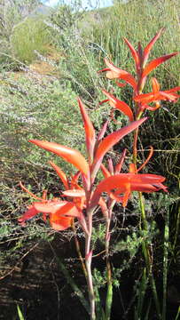 Imagem de Watsonia spectabilis Schinz