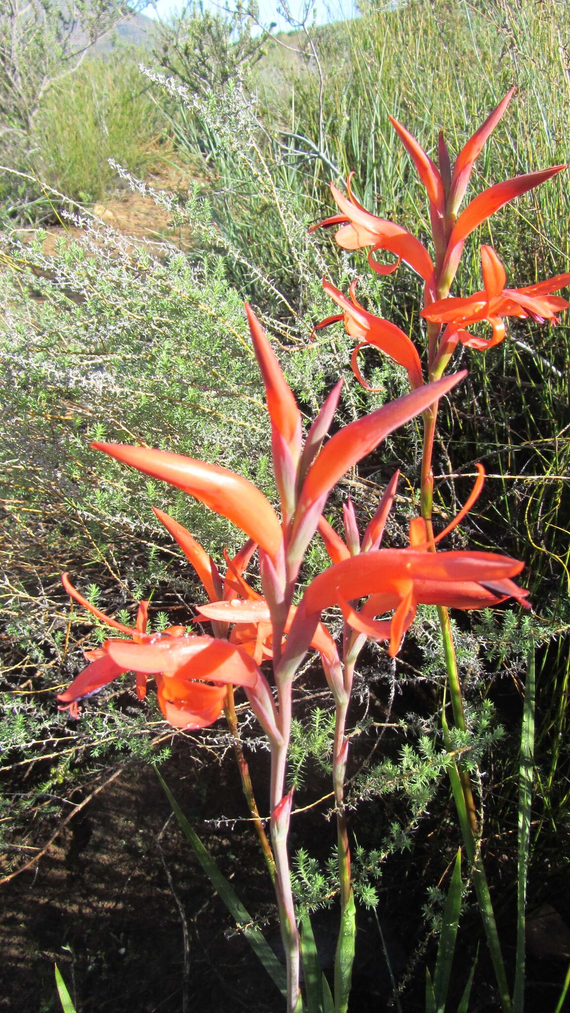 Слика од Watsonia spectabilis Schinz