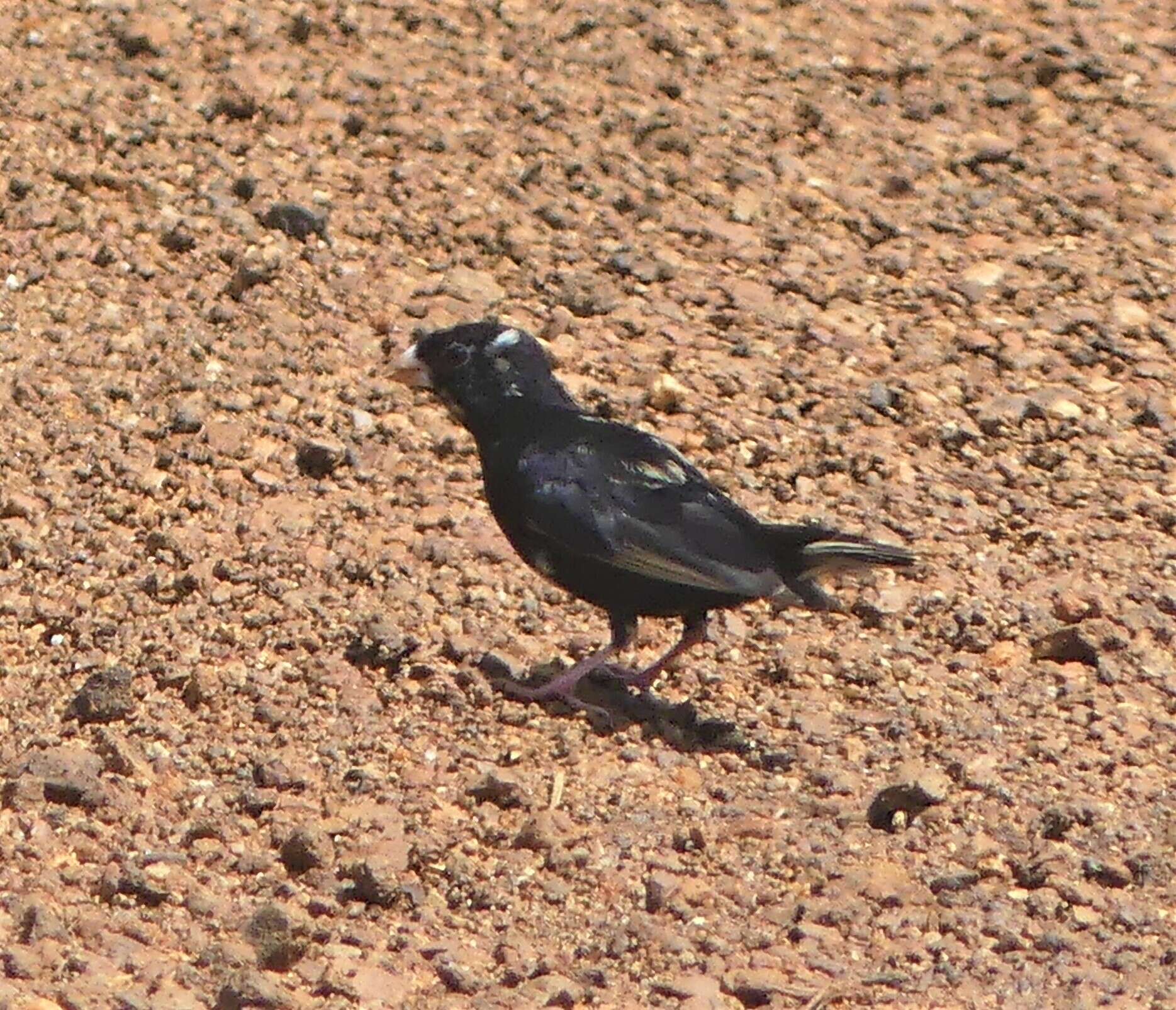 Image of Dusky Indigobird