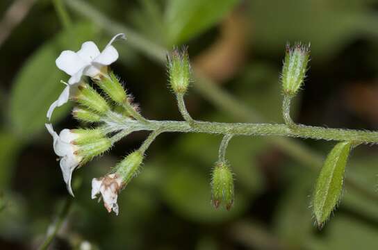 Image de Myosotis forsteri Lehm.