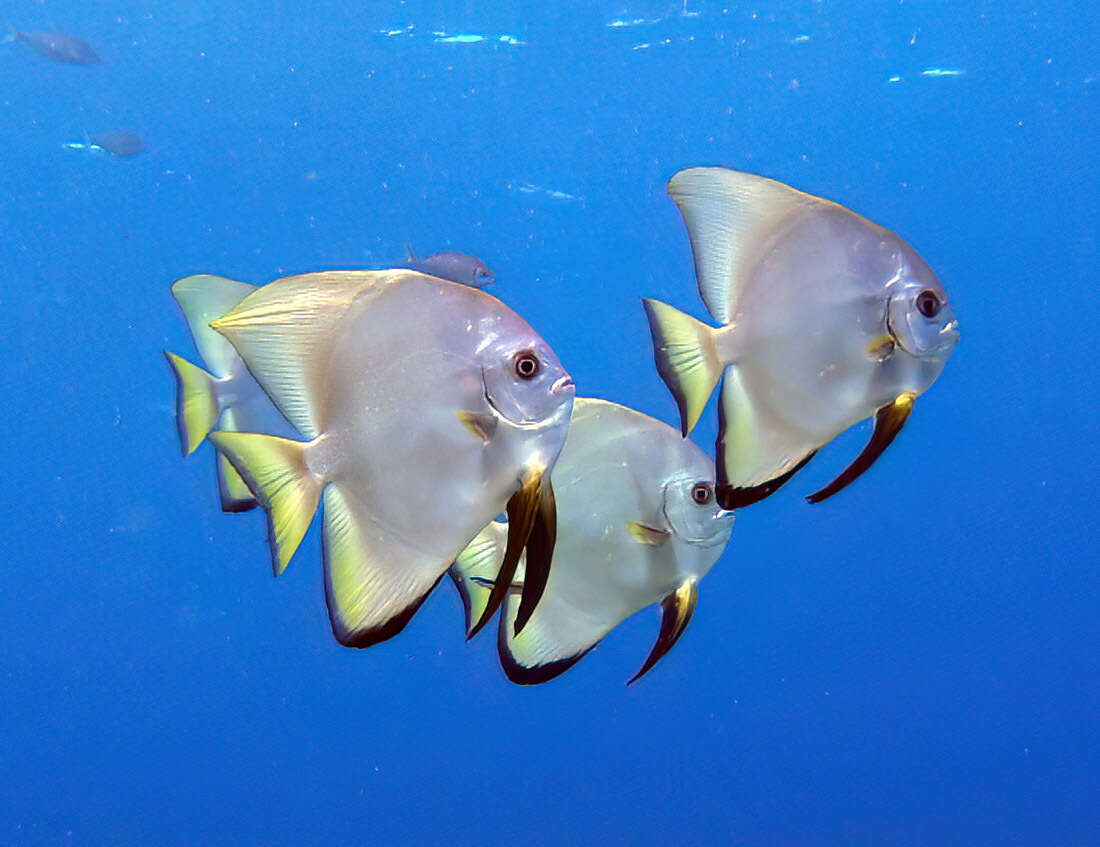 Image of Golden batfish