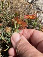 Image of Lampranthus glaucoides (Haw.) N. E. Br.