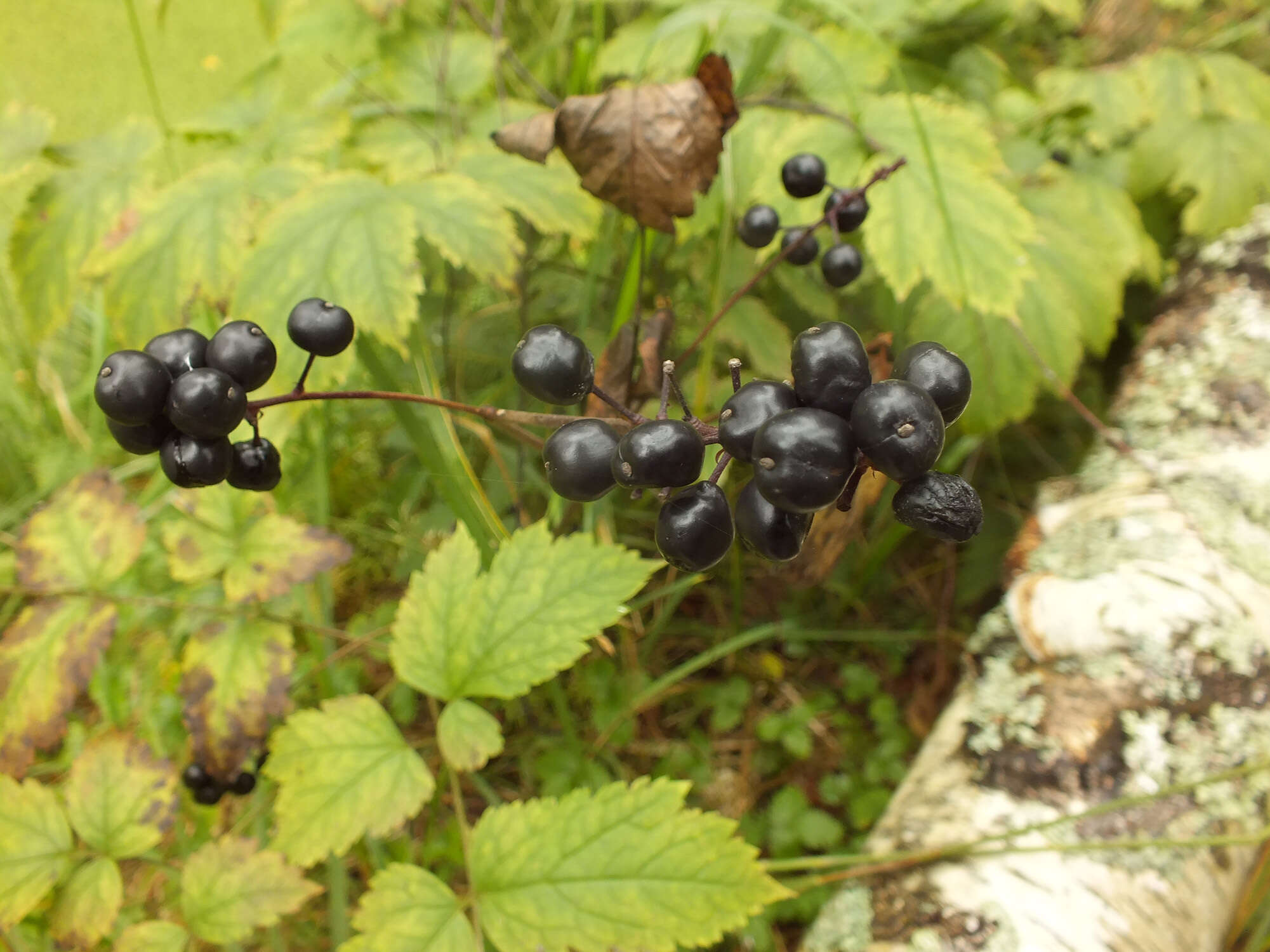 Image of Baneberry