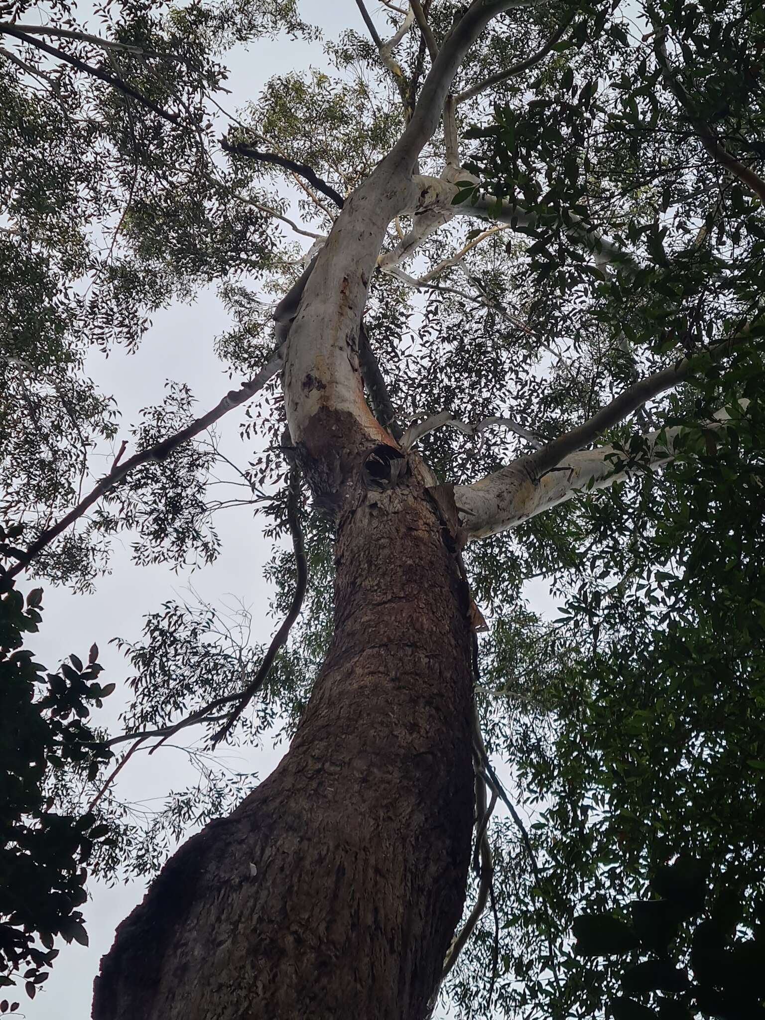 Image of blackbutt