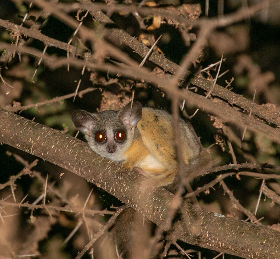 Image of Galago senegalensis braccatus Elliot 1907