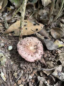 Image of Russula cremeolilacina Pegler 1980