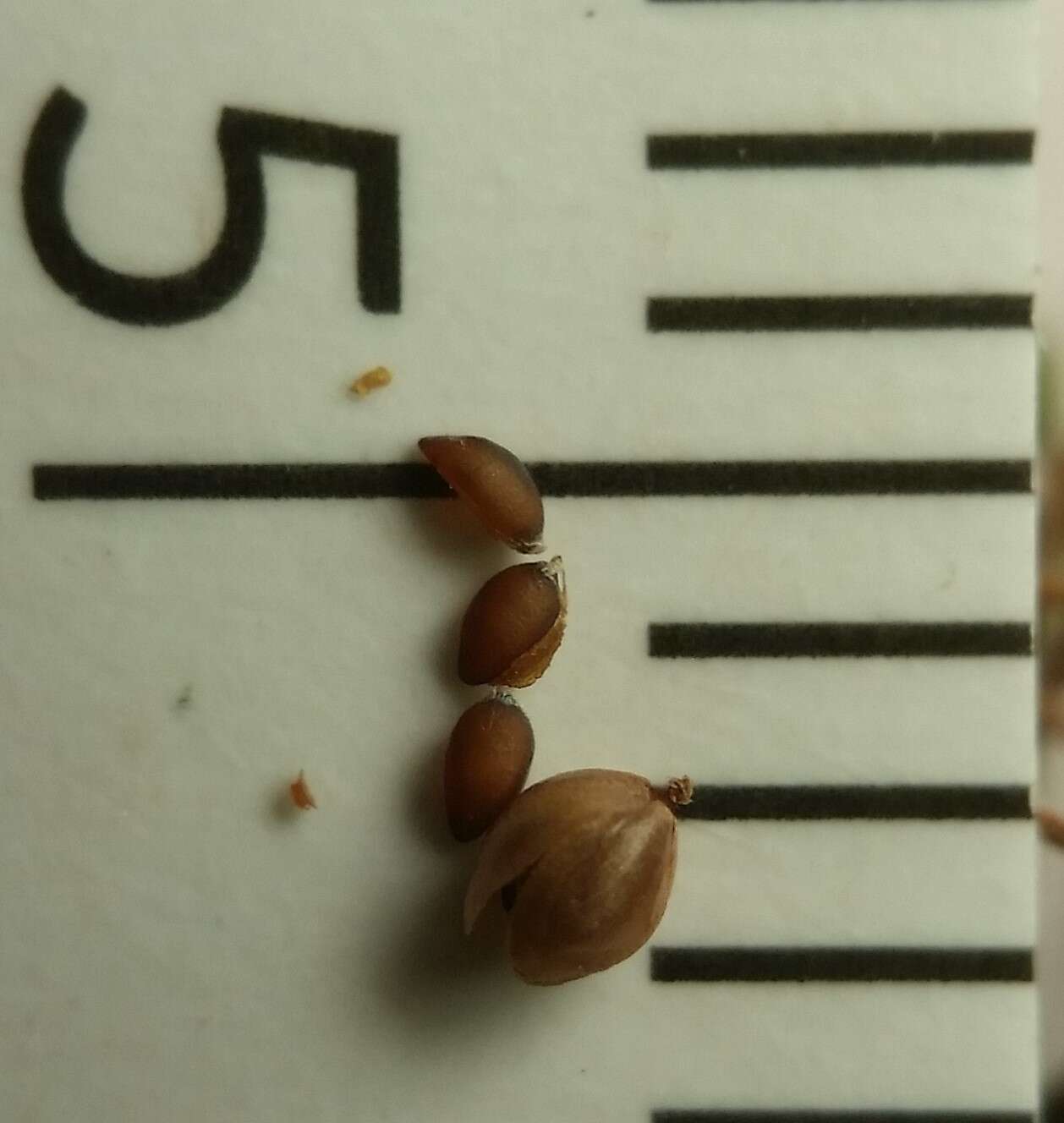 Image of Leggett's pinweed