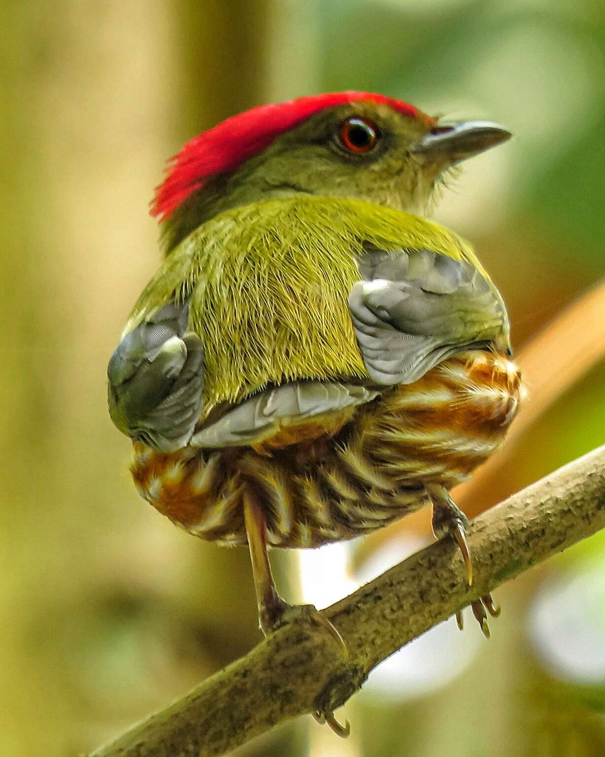 Image of Striolated Manakin