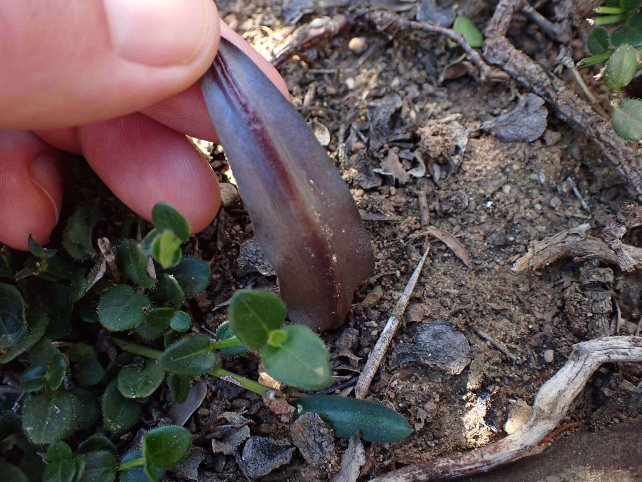 Image of Drimia haworthioides Baker