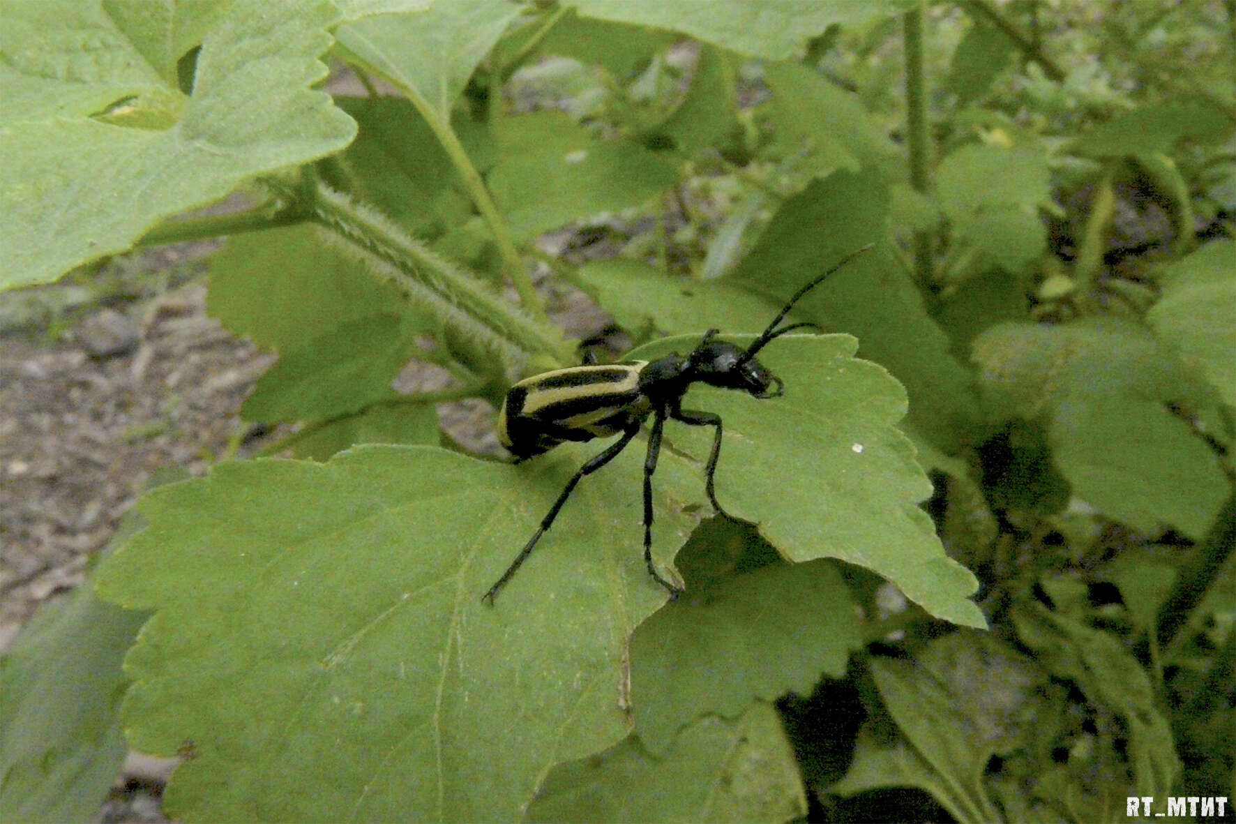 Image of Epicauta (Macrobasis) niveolineata (Haag-Rutenberg 1880)