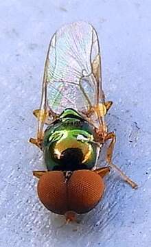 Image of Soldier fly