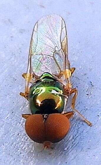 Image of Soldier fly