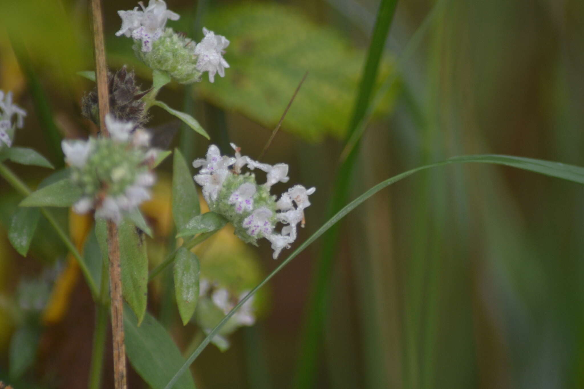 صورة Pycnanthemum verticillatum var. verticillatum