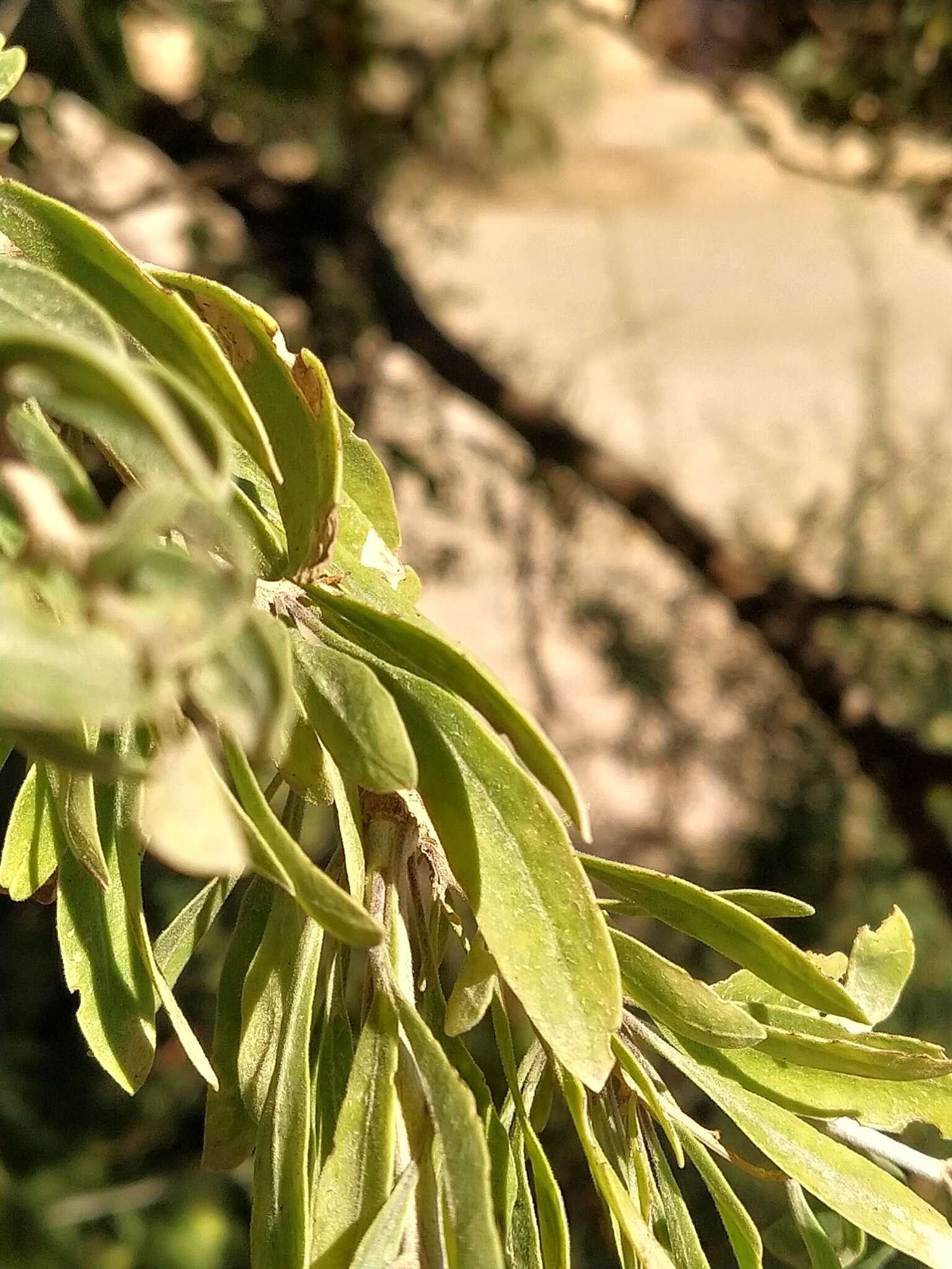 Image of Acacia pachyceras