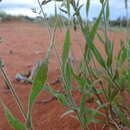 Image of Bushman grass