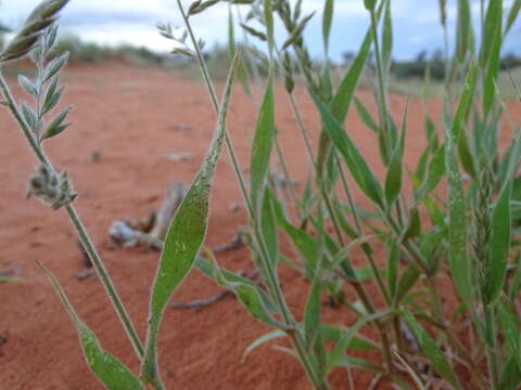 Plancia ëd Schmidtia kalahariensis Stent