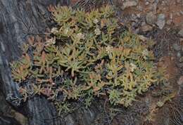 Imagem de Stoeberia frutescens (L. Bol.) E. van Jaarsveld