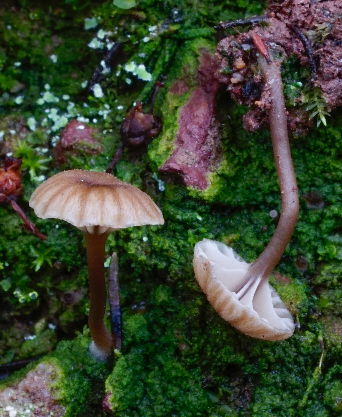 صورة Lichenomphalia meridionalis (Contu & La Rocca) P.-A. Moreau & Courtec. 2008