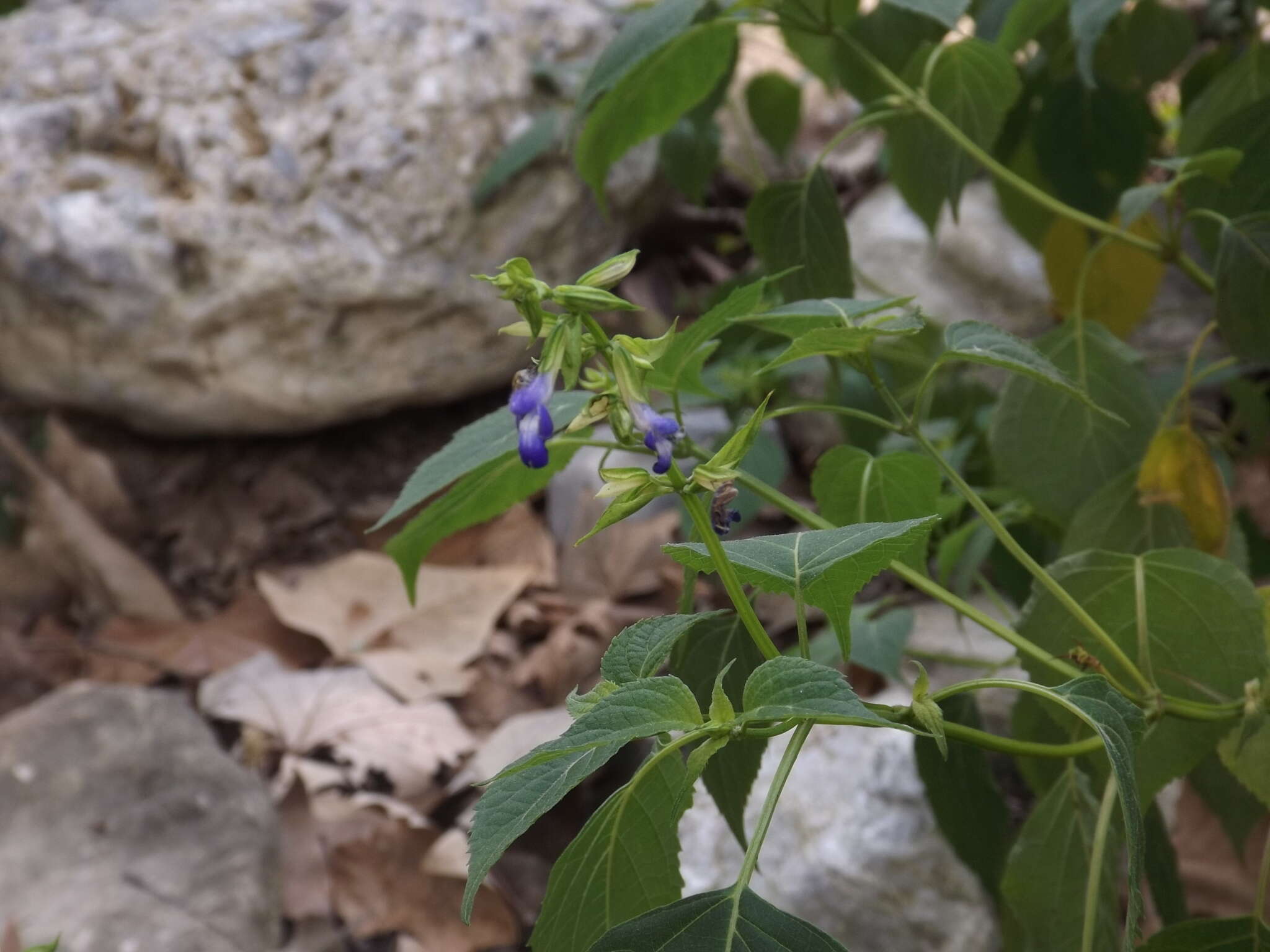 Imagem de Salvia caudata Epling