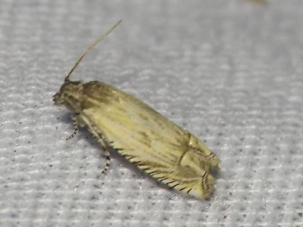 Image of <i>Eucosma grindeliana</i>