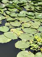 Image of yellow waterlily