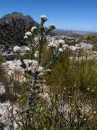 Image of Dense Blombush