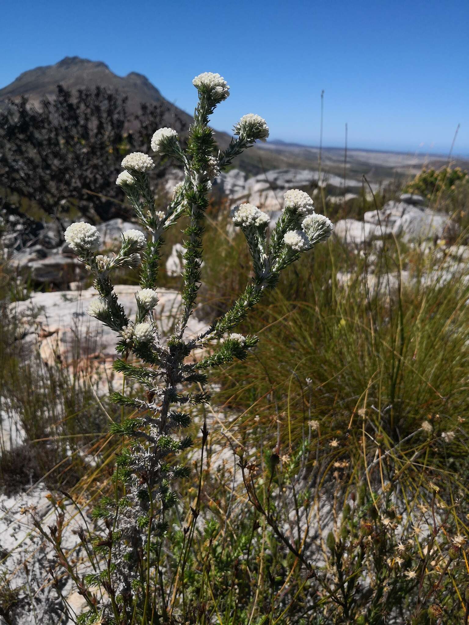 Image of Dense Blombush