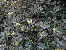 Image of Pittosporum serpentinum (de Lange) de Lange