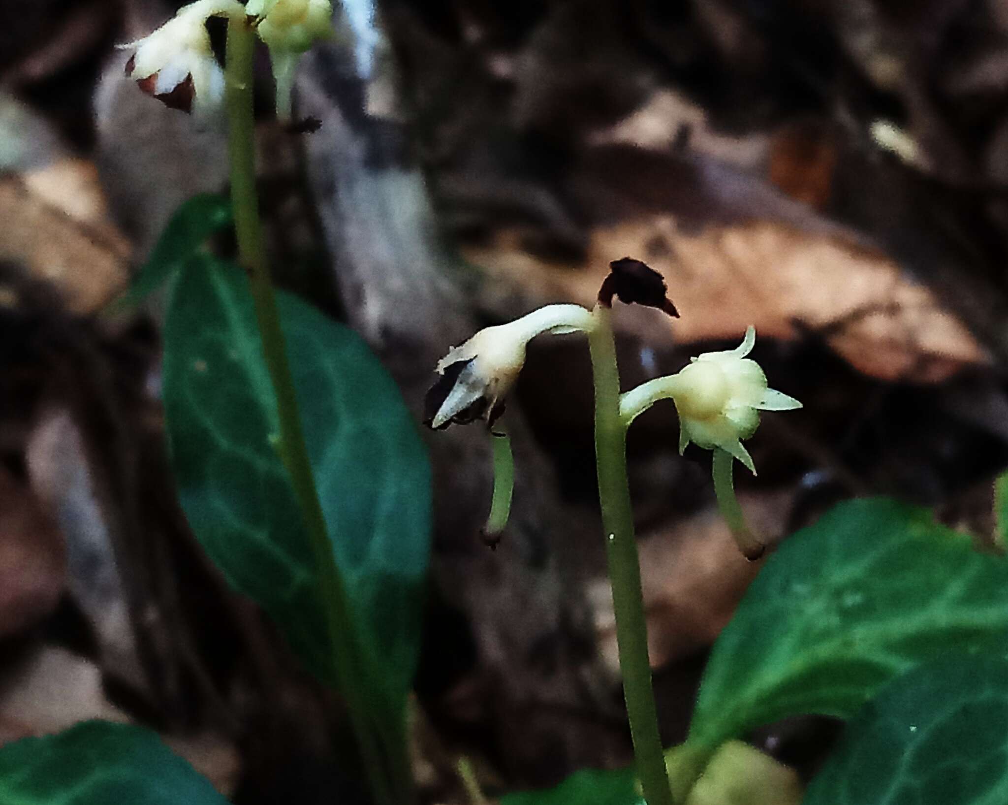 Image of Pyrola alboreticulata Hayata