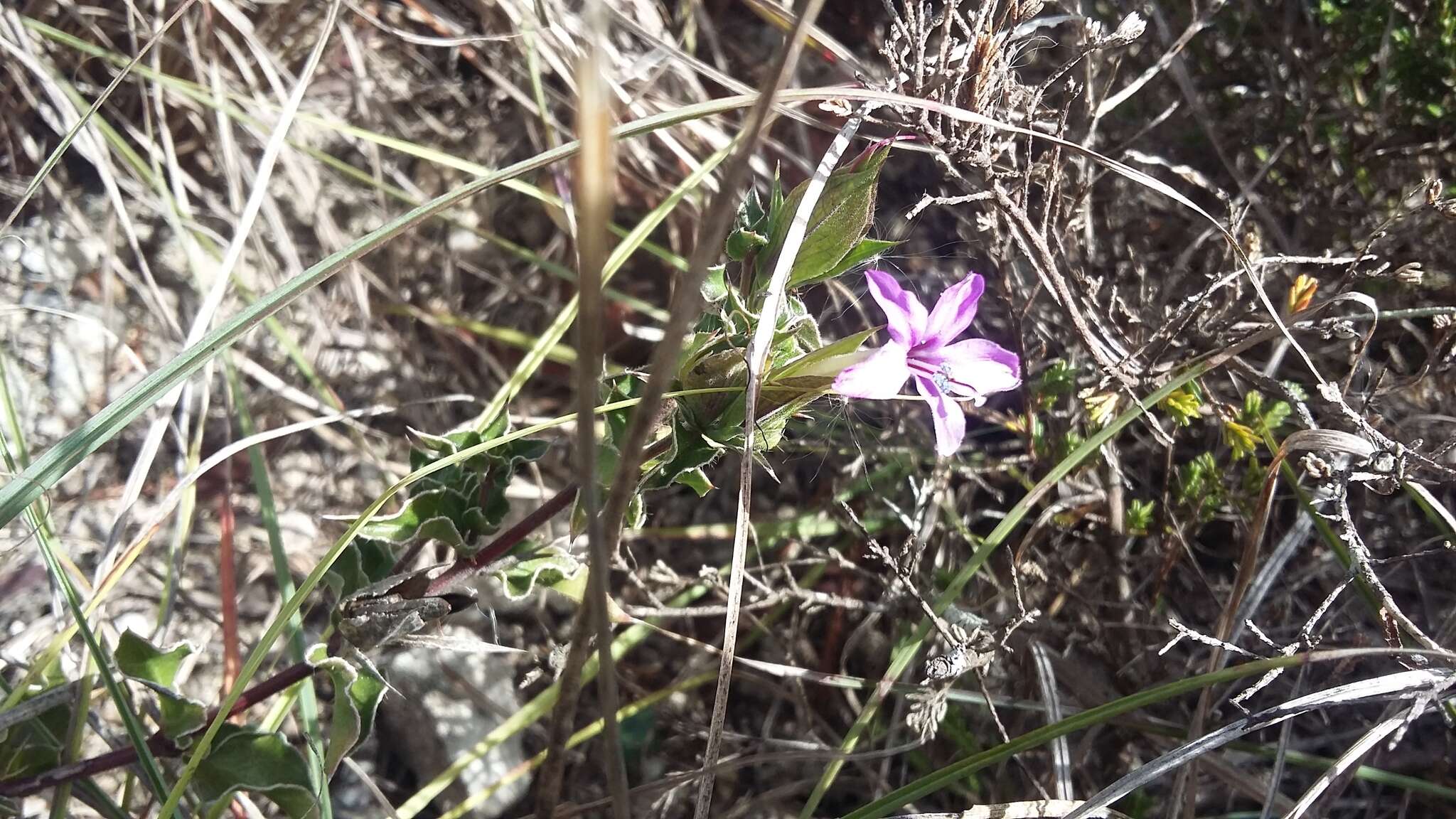 Imagem de Barleria pungens L. fil.