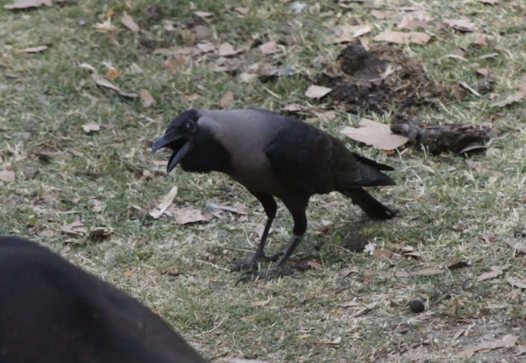 Imagem de Corvus splendens Vieillot 1817