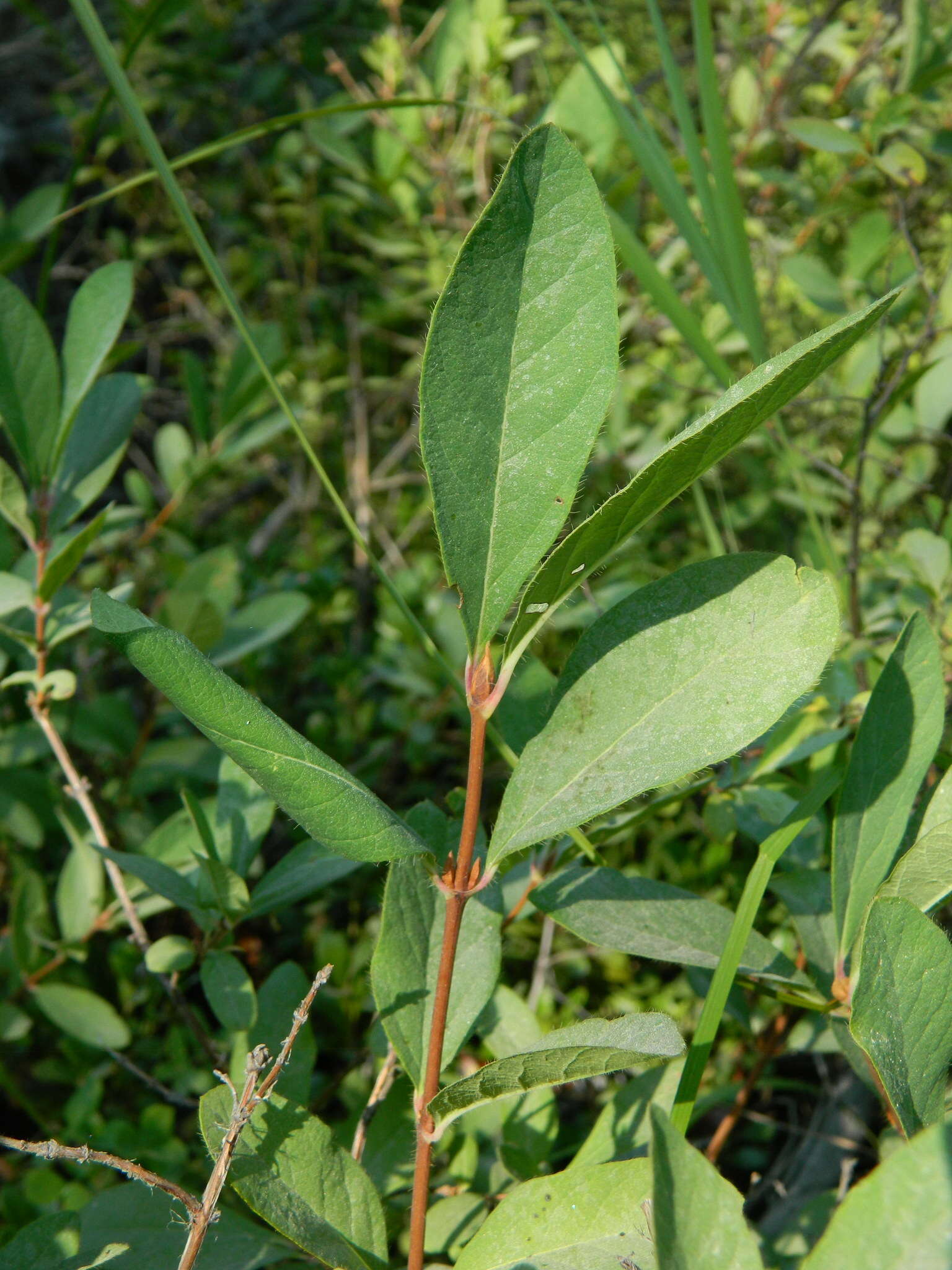 Imagem de Lonicera caerulea var. cauriana (Fern.) Boivin