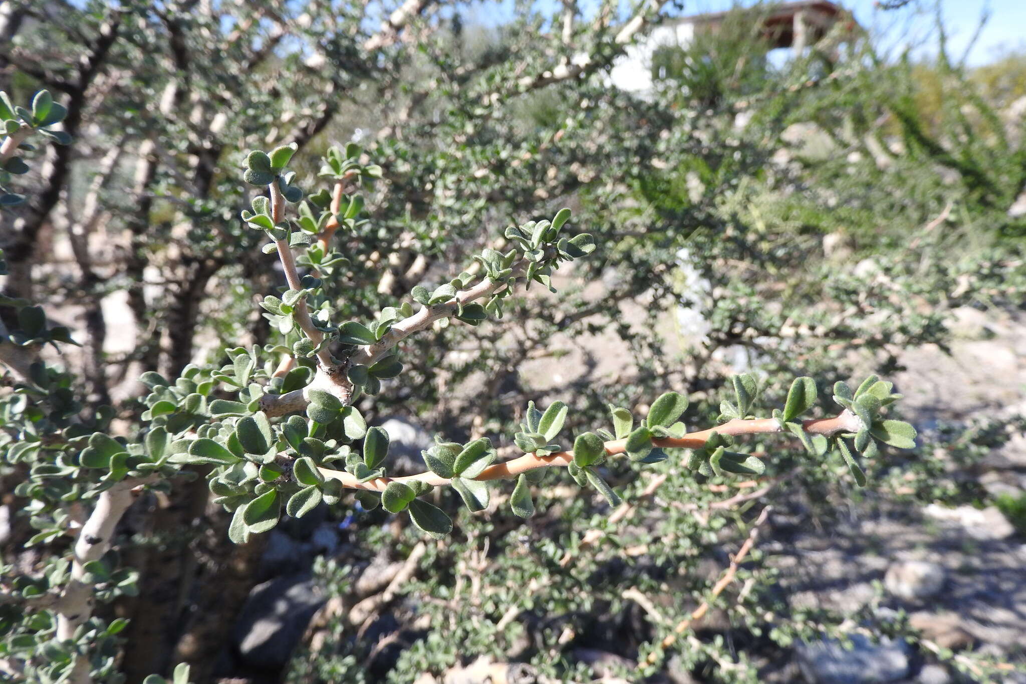 Imagem de Jatropha cuneata Wiggins & Rollins