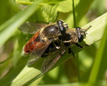 Image of <i>Polydontomyia curvipes</i>